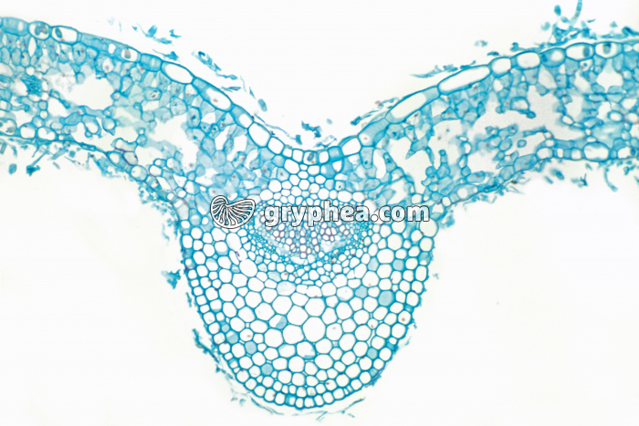 Feuille de Corylopsis CT x15 - gryphea.com